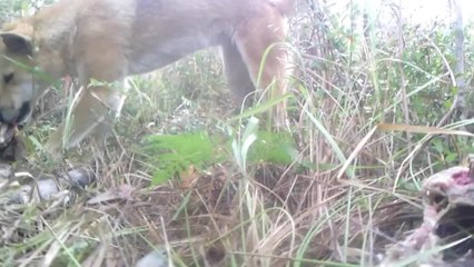 Australie: des images inédites révèlent la vie secrète d'un dingo