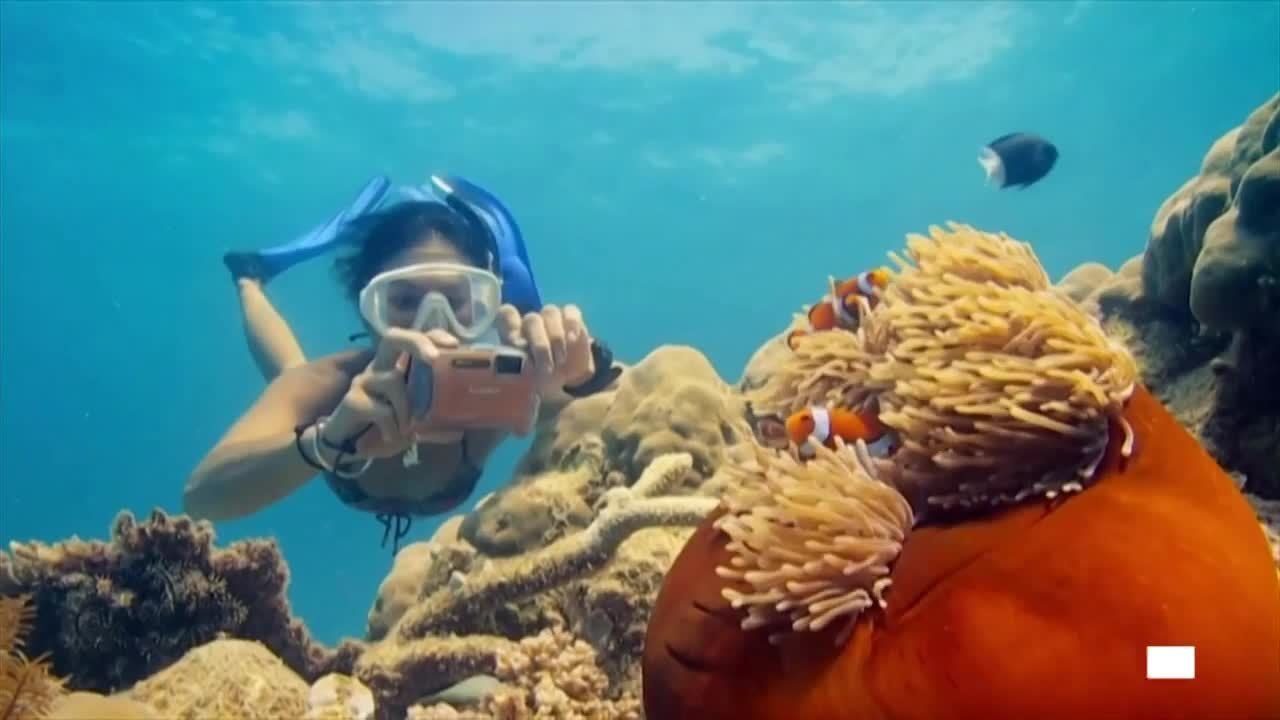 Grande Barrière de corail "en danger" pour l'Unesco, l'Australie prête à contester