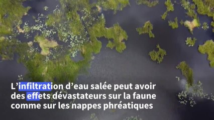 Le marécage des Everglades, un joyau de Floride menacé par le changement climatique