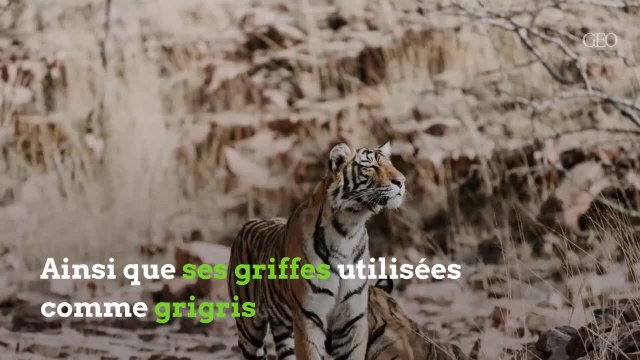 Le tigre, une espèce en danger.