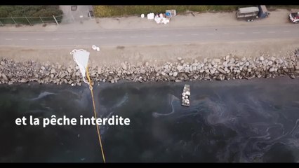 Course contre la montre en Californie pour contenir une marée noire
