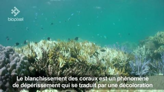 Australie: les coraux de la Grande Barrière ont encore blanchi