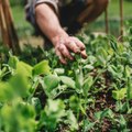 CAM - Comment protéger ses plantes du froid ?