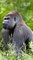 CAM - Pourquoi certains gorilles ont-ils le dos argenté ? (1)