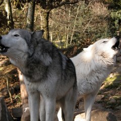 CAM L'histoire de la bête du Gévaudan