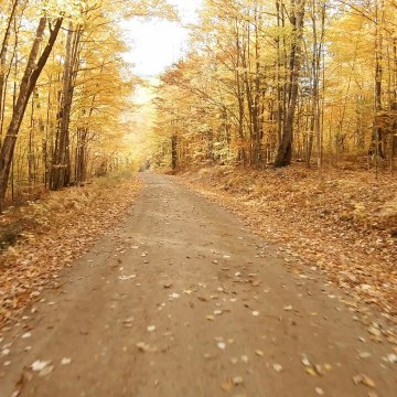 CAM Pourquoi les feuilles changent-elles de couleur à l’automne ?