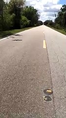 Saving a Cottonmouth Snake Using a Stick