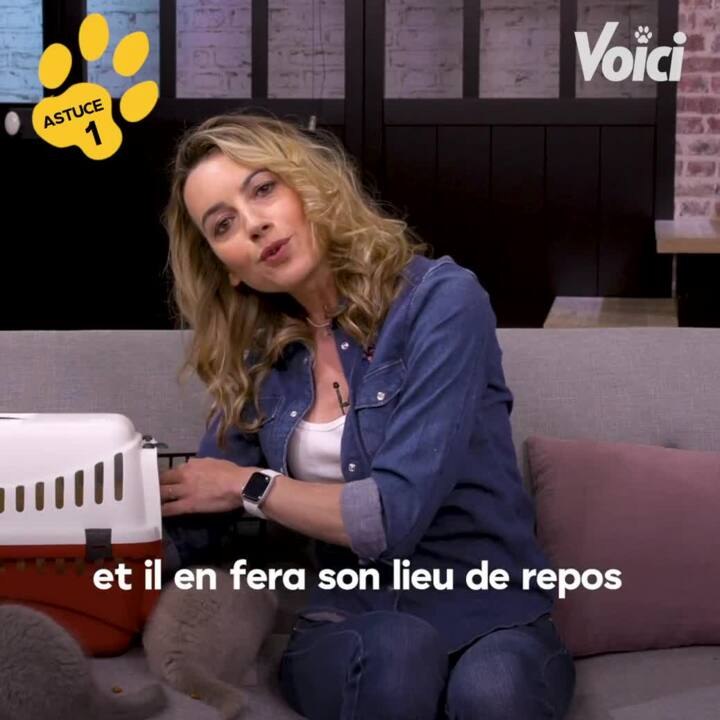 Voici - Tous à Poils - 3 astuces pour faire rentrer mon chat dans sa caisse