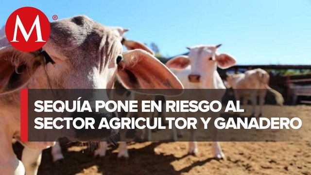 En Tamaulipas los sectores agrícolas y de ganadería están preocupados por la sequía