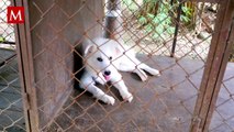 Denuncian que cientos de perros murieron por hambre y deshidratación en refugio de Ucrania