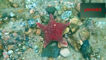 Antarktika'da ilk kez görüntülendi