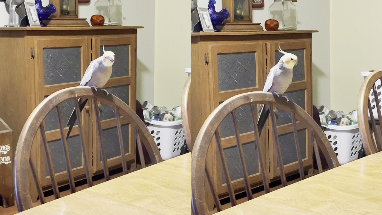 'Shy cockatiel caught on camera while singing 'If you’re happy and you know it''