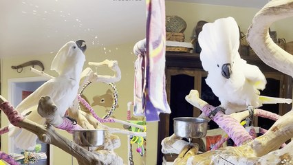 'Adorable cockatoo is straight-up VIBING while taking a bath'