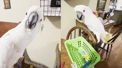 'Cute cockatoo makes a mess while looking for her favorite toy '