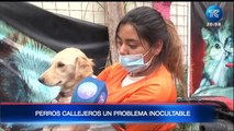 Quito Profundo: Perros callejeros un problema inocultable