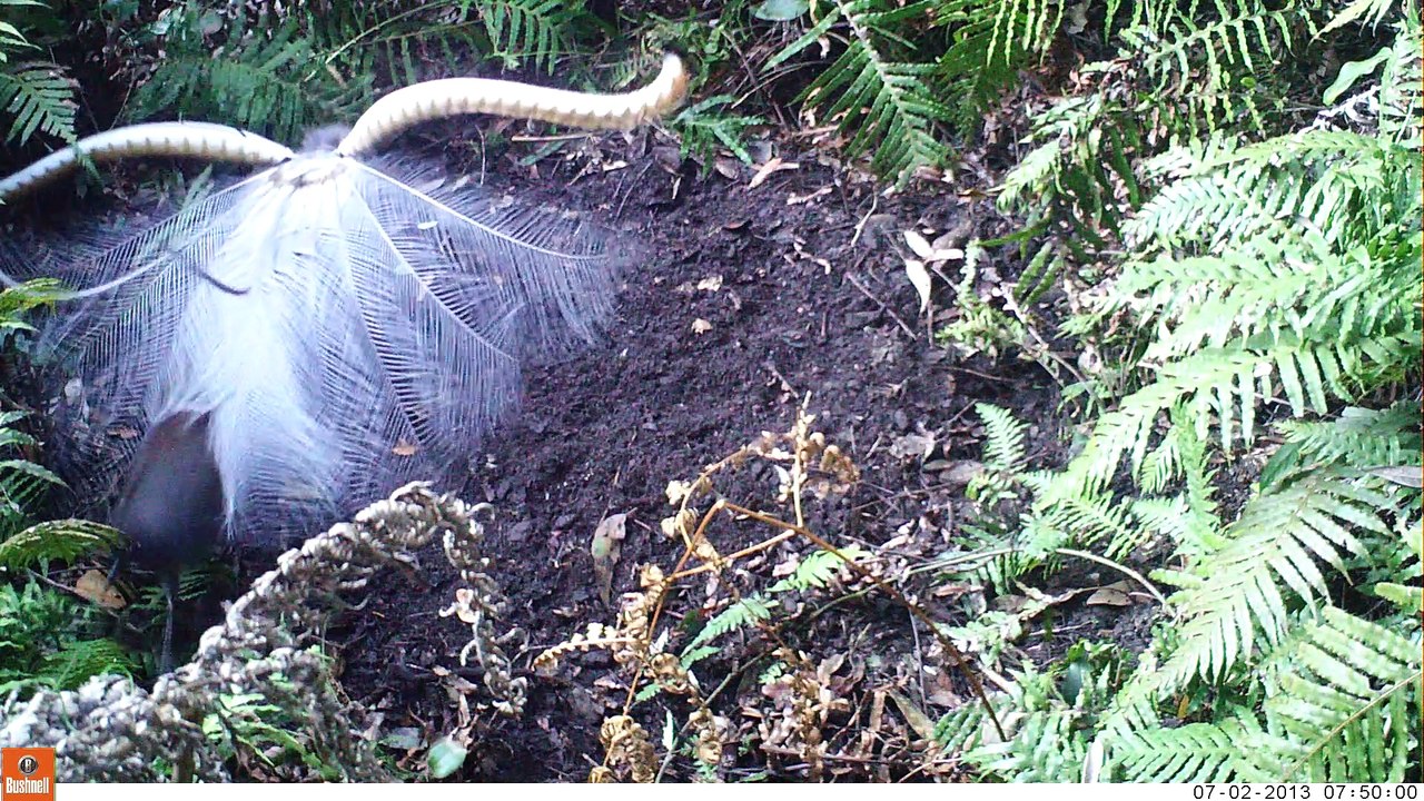 South Coast Register - Superb Lyrebird male mating dance.