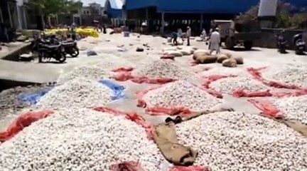 price of garlic लहसुन के भावों से भूमिपुत्रों में मायूसी