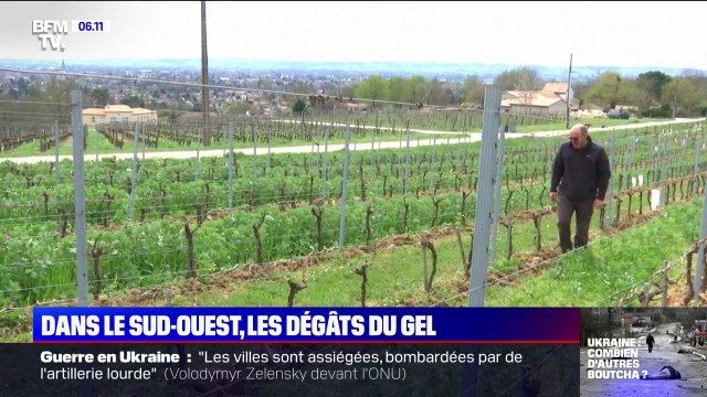 On est à plus de 90% de bourgeons détruits : ce viticulteur constate les dégâts du gel sur son exploitation