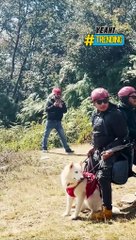 Chàng trai mang cún cưng trải nghiệm dù lượn ở độ cao 1.000m