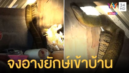 งูจงอางยักษ์เข้าบ้านหวังกินไก่ กู้ภัยไล่จับเหนื่อย | ข่าวเที่ยงอมรินทร์ | 6 เม.ย.65