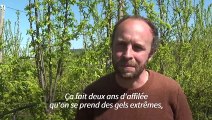 Gel: le désarroi des producteurs de fruits dans le Tarn-et-Garonne