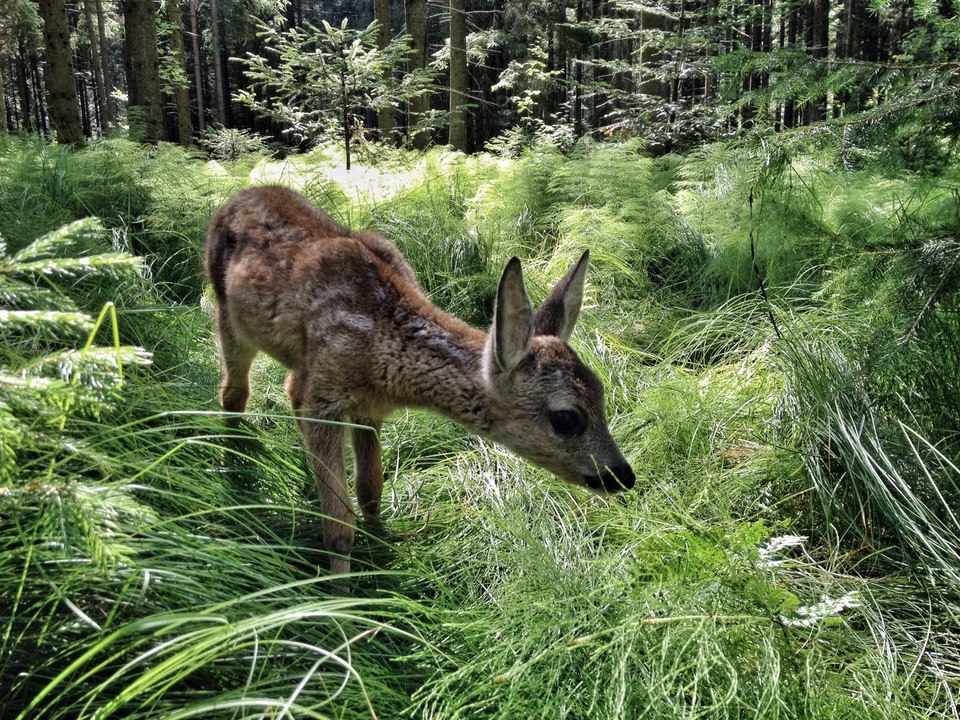Heimat Natur Trailer Deutsch German (2022)