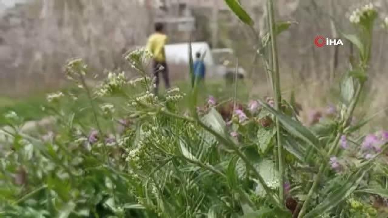Baraj suları altında kalacak bu ağaçlar bahara son kez "Merhaba" dedi