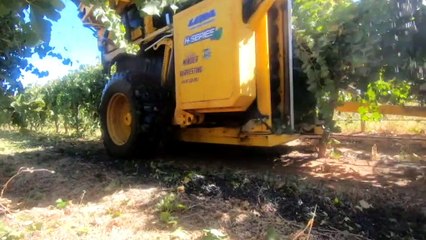 Grapes left to rot due to trade dispute with China