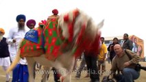 Rural horse dressage or torture in India_