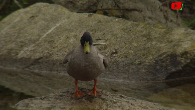 Quiberon | La mare aux Canards | TV Quiberon 24/7
