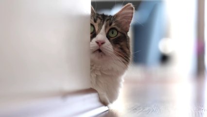 Cette technique insoupçonnée permet de renforcer la communication avec votre chat