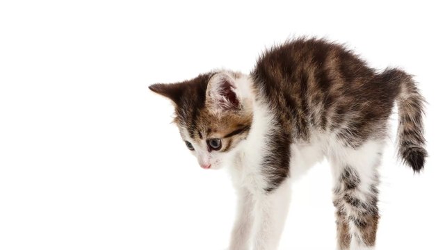 Votre chat fait le dos rond ? Apprenez à décrypter ce qu'il veut vous dire par cette attitude