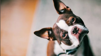 Ce couple abandonne leur chien car ils pensent qu'il est... gay !