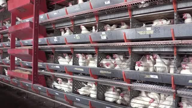 Su ürünleri ve hayvansal mamul ihracatçıları Avrupa pazarına odaklandı