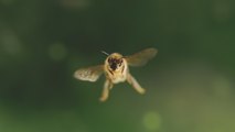 Tagebuch einer Biene Trailer Deutsch German (2022)