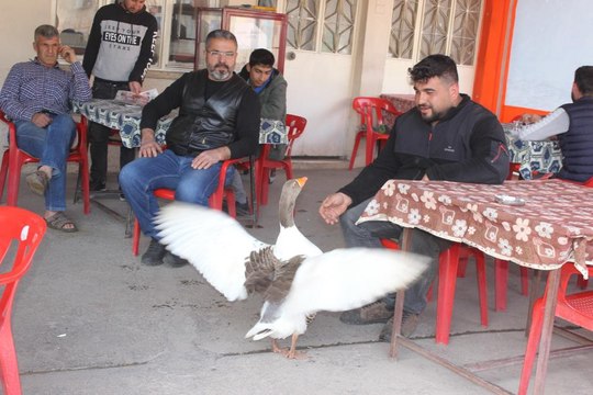 Kesmek için aldığı kaz, can dostu oldu
