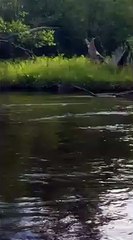 2019 June Brown Trout Eat