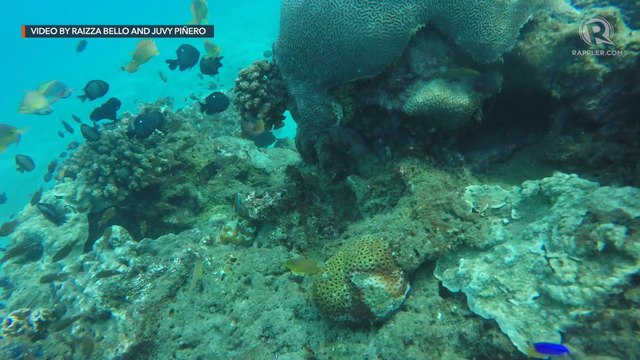 An underwater look at Dumaguete's oldest Marine Protected Area