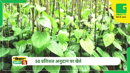 किसान 18 अप्रैल से खरीद सकेंगे बासमती धान के बीज, जल्द शुरू होगा वितरण कार्य | Agriculture News | Kisan Bulletin