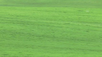 DİYARBAKIR -  6 bin dekar tarım arazisinde drone ile süne mücadelesi yapılacak