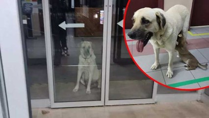 Hasta yavrusunu takip edip saatlerce hastane kapısında bekledi