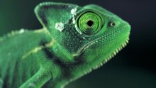 green-vailed-chameleon-seen-from-one-side-1489
