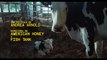 Vaca - Tráiler oficial español -