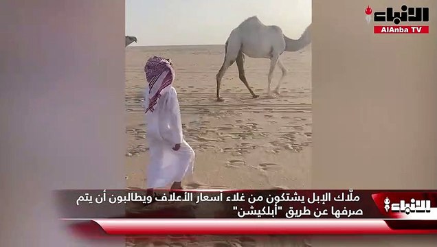 ملَّاك الإبل يشتكون من غلاء أسعار الأعلاف ويطالبون أن يتم صرفها عن طريق أبلكيشن