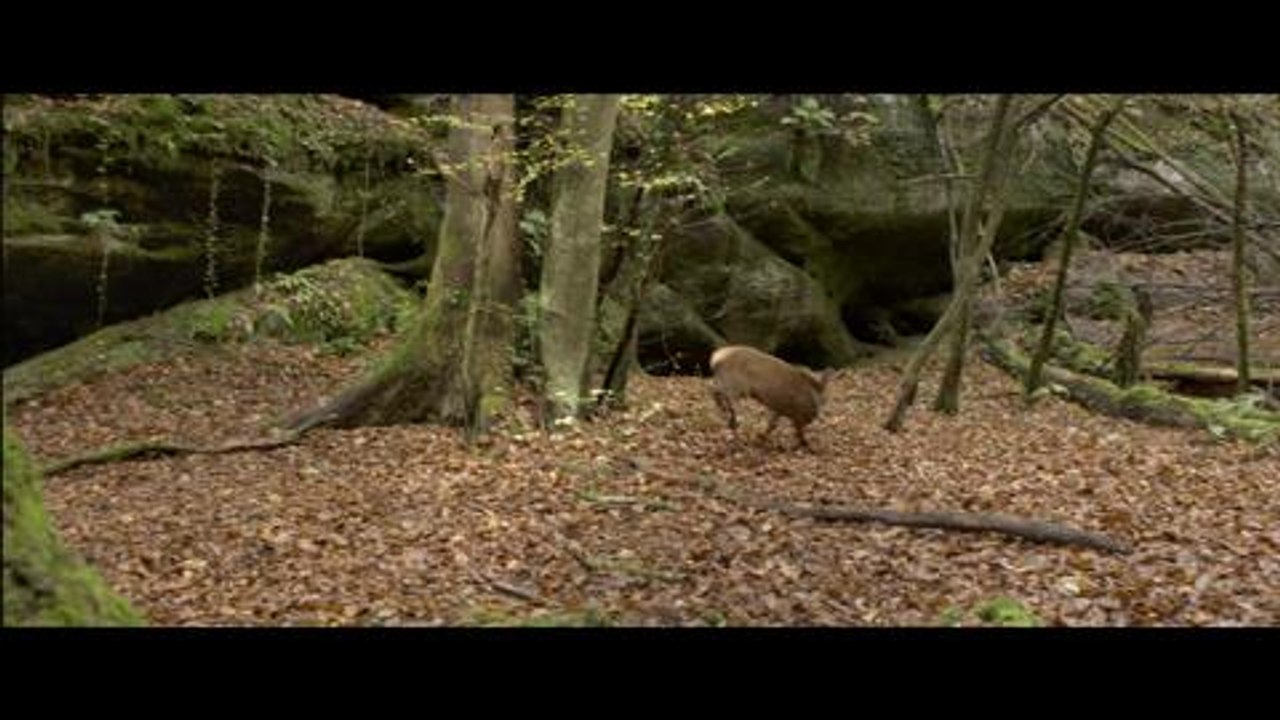 Les saisons