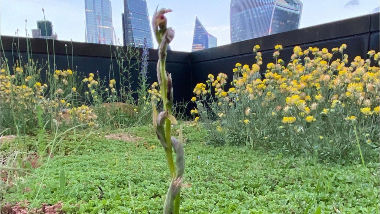 Environnement : des orchidées disparues depuis 2009 découvertes par hasard sur un rooftop