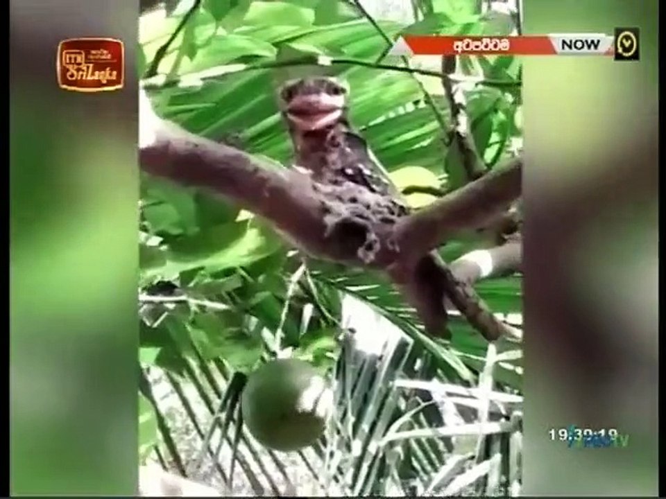 Atapattama 06-04-2022