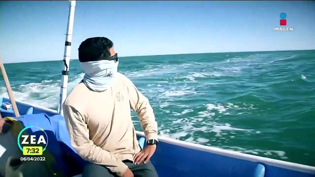 Biólogos y pescadores trabajan por preservar la vida de las últimas vaquitas marinas