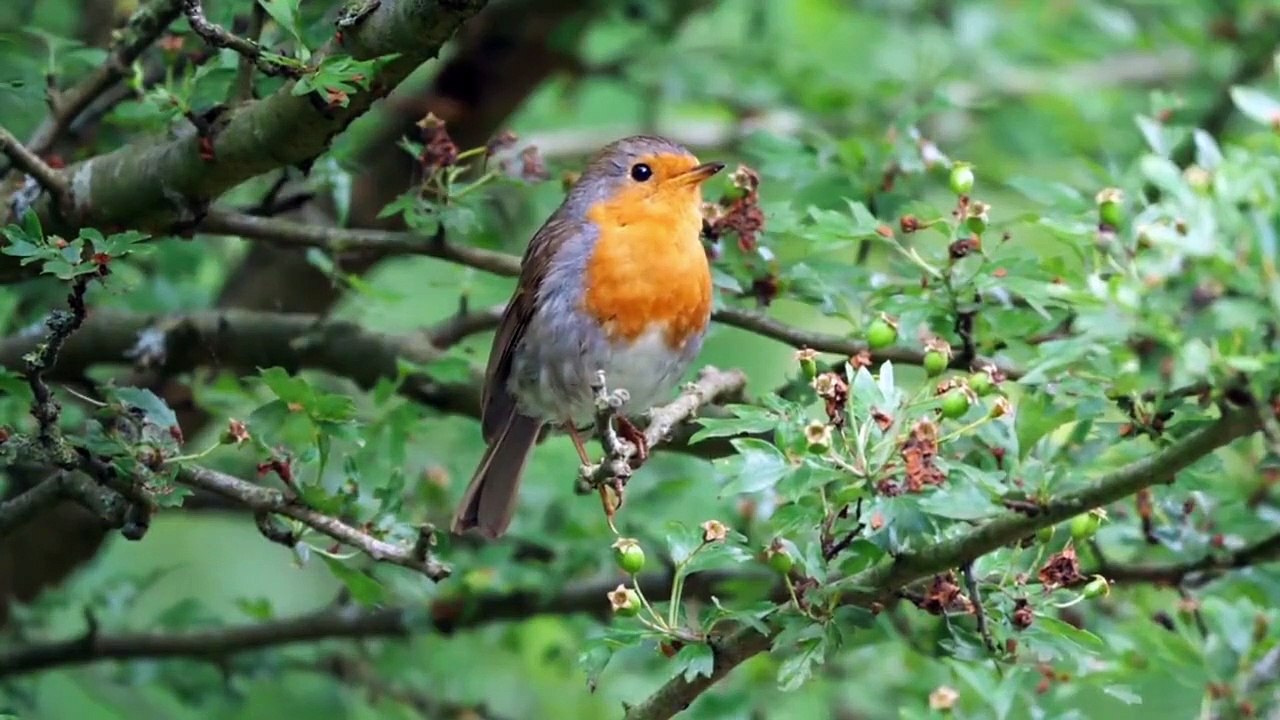 Burung Robin
