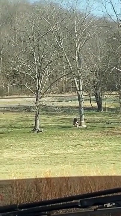 Un apprenti bucheron essaye de courir vite pour éviter de se prendre un arbre